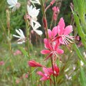 Gaura lindhemeiri 'Syskiou Pink'